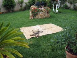 &epsilon;&kappa;&delta;ή&lambda;&omega;&sigma;&eta; &Sigma;&Epsilon;&Kappa; - Crystal Light